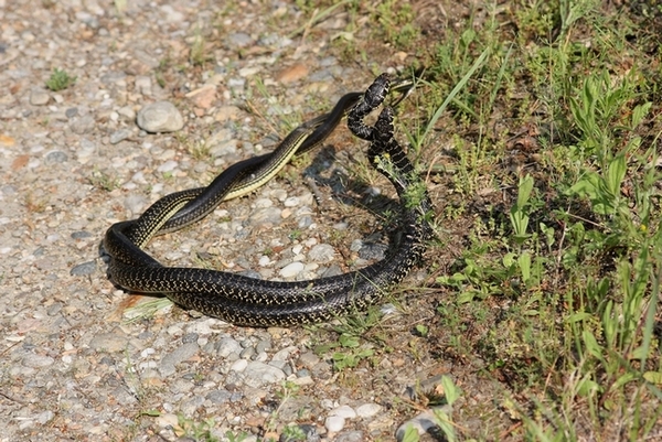 Lotta tra Coluber viridiflavus - Hierophis viridiflavus